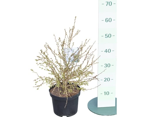 FloraSelf Sierkers Prunus Incisa "Kojou-no-mai" Potmaat Ø 21 Cm H 30-40 Cm 4 FloraSelf Sierkers Prunus Incisa "Kojou-no-mai" Potmaat Ø 21 Cm H 30-40 Cm - Afbeelding 2