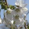 FloraSelf Sierkers Prunus Incisa "Kojou-no-mai" Potmaat Ø 21 Cm H 30-40 Cm -FLORASELF Verkoop DV 8 10189361 02 4c DE 20191020211659