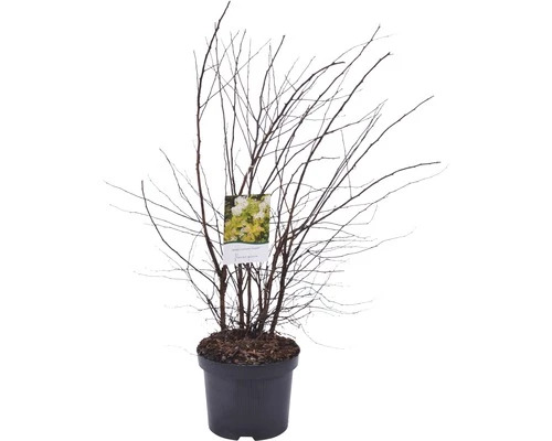 FloraSelf Spierstruik Spiraea Japonica 'Firegold' Potmaat Ø 21 Cm H 60-80 Cm 4 FloraSelf Spierstruik Spiraea Japonica 'Firegold' Potmaat Ø 21 Cm H 60-80 Cm - Afbeelding 2