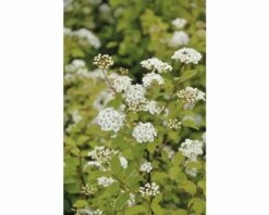 FloraSelf Spierstruik Spiraea Japonica 'Firegold' Potmaat Ø 21 Cm H 60-80 Cm