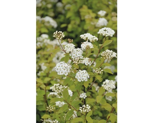 FloraSelf Spierstruik Spiraea Japonica 'Firegold' Potmaat Ø 21 Cm H 60-80 Cm 3 FloraSelf Spierstruik Spiraea Japonica 'Firegold' Potmaat Ø 21 Cm H 60-80 Cm