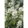 FLORASELF Krentenboompje Amelanchier Alnifolia 'Obelisk' Potmaat Ø 23,0 Cm H 50-60 Cm -FLORASELF Verkoop DV 8 10189368 01 4c DE 20191020211659