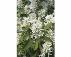 FLORASELF Krentenboompje Amelanchier Alnifolia 'Obelisk' Potmaat Ø 23,0 Cm H 50-60 Cm