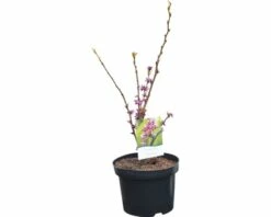 FLORASELF Chinese Judasboom Cercis Chinensis 'Avondale' Potmaat Ø 23,0 Cm H 40-60 Cm -FLORASELF Verkoop DV 8 10189370 02 4c DE 20191022071654