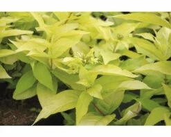 FloraSelf Diervilla Diervilla Rivularis 'Honeybee' Potmaat Ø 23 Cm H 30-40 Cm