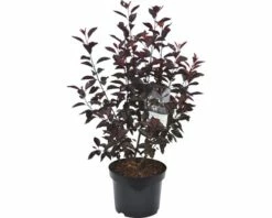 FLORASELF Sierpruim Prunus Cistena Potmaat Ø 23 Cm H 60-80 Cm 5 FLORASELF Sierpruim Prunus Cistena Potmaat Ø 23 Cm H 60-80 Cm -FLORASELF Verkoop DV 8 10189377 01 4c DE 20191022071754
