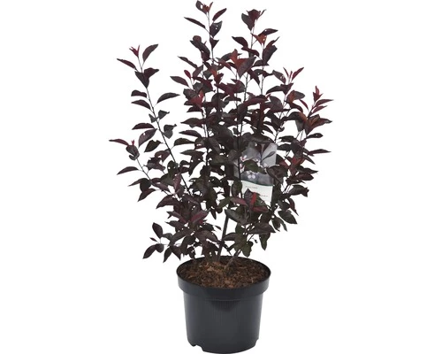 FLORASELF Sierpruim Prunus Cistena Potmaat Ø 23 Cm H 60-80 Cm 4 FLORASELF Sierpruim Prunus Cistena Potmaat Ø 23 Cm H 60-80 Cm - Afbeelding 2