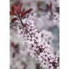FLORASELF Sierpruim Prunus Cistena Potmaat Ø 23 Cm H 60-80 Cm -FLORASELF Verkoop DV 8 10189377 02 4c DE 20191020211659