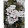 FloraSelf Japanse Sierkers Prunus Serrulata 'Amanogawa' Potmaat Ø 23 Cm H 60-100 Cm -FLORASELF Verkoop DV 8 10189383 01 4c DE 20191020211658