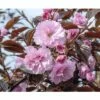 FLORASELF Japanse Sierkers Prunus Serrulata 'Royal Burgundy' Potmaat Ø 23,0 Cm H 80-100 Cm -FLORASELF Verkoop DV 8 10189386 01 4c DE 20191020211659