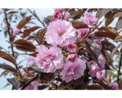 FLORASELF Japanse Sierkers Prunus Serrulata 'Royal Burgundy' Potmaat Ø 23,0 Cm H 80-100 Cm