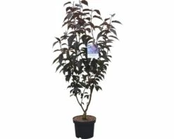 Voorkant -FLORASELF Verkoop DV 8 10189386 02 4c DE 20191022144758