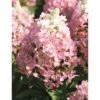 FLORASELF Pluimhortensia Hydrangea Paniculata 'Magical Vesuvio' Potmaat Ø 23.0 Cm H 50-60 Cm -FLORASELF Verkoop DV 8 10189394 01 4c DE 20191020211659