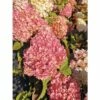 FLORASELF Pluimhortensia Hydrangea Paniculata 'Pinky Winky' Potmaat Ø 23.0 Cm H 40-60 Cm -FLORASELF Verkoop DV 8 10189395 01 4c DE 20191020211659