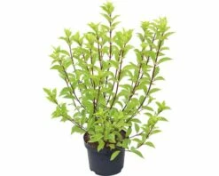 FLORASELF Pluimhortensia Hydrangea Paniculata 'Pinky Winky' Potmaat Ø 23.0 Cm H 40-60 Cm -FLORASELF Verkoop DV 8 10189395 02 4c DE 20191022124855