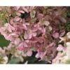 FLORASELF Pluimhortensia Hydrangea Paniculata 'Wim's Red' Potmaat Ø 23.0 Cm H 50-60 Cm -FLORASELF Verkoop DV 8 10189396 02 4c DE 20191020211659