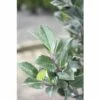 FLORASELF® Hulst Ilex Meserveae 'Heckenstar' Potmaat Ø 23 Cm -FLORASELF Verkoop DV 8 10189401 01 4c DE 20191105124750