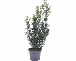 FLORASELF® Hulst Ilex Meserveae 'Heckenstar' Potmaat Ø 23 Cm -FLORASELF Verkoop DV 8 10189401 02 4c DE 20191106191653