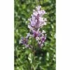 FLORASELF Dwergsering Syringa Meyeri 'Palibin' Potmaat Ø 23.0 Cm H 60-80 Cm -FLORASELF Verkoop DV 8 10189404 01 4c DE 20191105124750