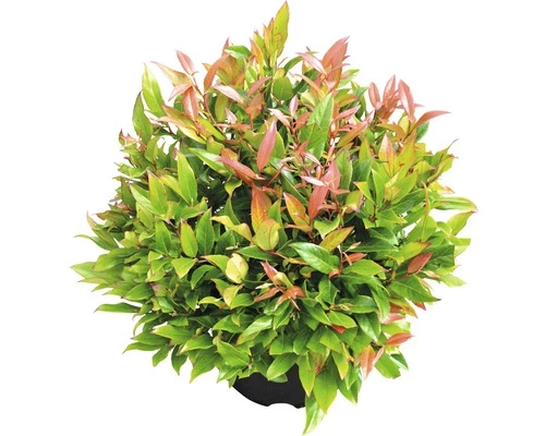 FLORASELF Druifheide Leucothoe Axillaris 'Red Lips' Potmaat Ø 23 Cm H 30-40 Cm 4 FLORASELF Druifheide Leucothoe Axillaris 'Red Lips' Potmaat Ø 23 Cm H 30-40 Cm - Afbeelding 2