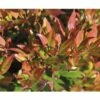 FLORASELF Druifheide Leucothoe Fontanesiana 'Little Flames'® Potmaat Ø 23 Cm H 30-40 Cm 1 FLORASELF Druifheide Leucothoe Fontanesiana 'Little Flames'® Potmaat Ø 23 Cm H 30-40 Cm -FLORASELF Verkoop DV 8 10189409 01 4c DE 20191105121656