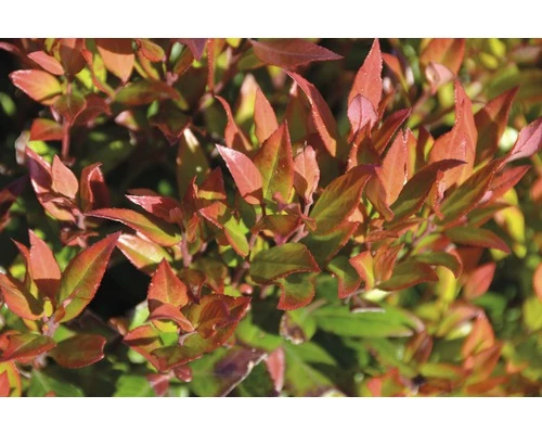 FLORASELF Druifheide Leucothoe Fontanesiana 'Little Flames'® Potmaat Ø 23 Cm H 30-40 Cm 3 FLORASELF Druifheide Leucothoe Fontanesiana 'Little Flames'® Potmaat Ø 23 Cm H 30-40 Cm