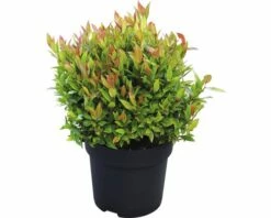 FLORASELF Druifheide Leucothoe Fontanesiana 'Little Flames'® Potmaat Ø 23 Cm H 30-40 Cm 5 FLORASELF Druifheide Leucothoe Fontanesiana 'Little Flames'® Potmaat Ø 23 Cm H 30-40 Cm -FLORASELF Verkoop DV 8 10189409 02 4c DE 20191106185158