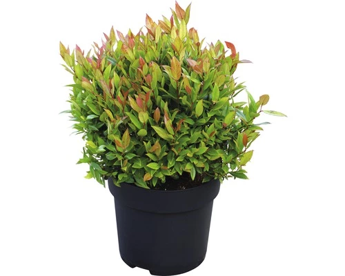 FLORASELF Druifheide Leucothoe Fontanesiana 'Little Flames'® Potmaat Ø 23 Cm H 30-40 Cm 4 FLORASELF Druifheide Leucothoe Fontanesiana 'Little Flames'® Potmaat Ø 23 Cm H 30-40 Cm - Afbeelding 2