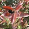 FLORASELF Glansmispel Photinia Fraseri 'Camilvy' Potmaat Ø23.5 Cm H 50-60 Cm -FLORASELF Verkoop DV 8 10189428 01 4c DE 20191105141652