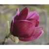 FLORASELF Beverboom Magnolia 'Genie' Potmaat Ø 28 Cm H 100-125 Cm 1 FLORASELF Beverboom Magnolia 'Genie' Potmaat Ø 28 Cm H 100-125 Cm -FLORASELF Verkoop DV 8 10189436 01 4c DE 20191105141652