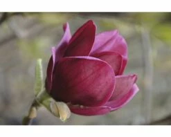 FLORASELF Beverboom Magnolia 'Genie' Potmaat Ø 28 Cm H 100-125 Cm