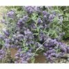 FLORASELF Vlinderstruik Buddleja Alternifolia 'Unique' Potmaat Ø 21,0 Cm H 60-80 Cm -FLORASELF Verkoop DV 8 10189449 01 4c DE 20191020211659