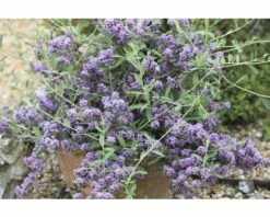 FLORASELF Vlinderstruik Buddleja Alternifolia 'Unique' Potmaat Ø 21,0 Cm H 60-80 Cm