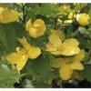 FLORASELF Ranonkelstruik Kerria Japonica 'Golden Guinea' Potmaat Ø 28 Cm H 80-100 Cm -FLORASELF Verkoop DV 8 10189451 01 4c DE 20191020211659