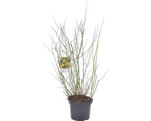 FLORASELF Ranonkelstruik Kerria Japonica 'Golden Guinea' Potmaat Ø 28 Cm H 80-100 Cm 4 FLORASELF Ranonkelstruik Kerria Japonica 'Golden Guinea' Potmaat Ø 28 Cm H 80-100 Cm - Afbeelding 2