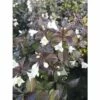 FLORASELF Weigelia Weigela Florida 'Ebony And Ivory' Potmaat Ø 28,0 Cm H 80-100 Cm 1 FLORASELF Weigelia Weigela Florida 'Ebony And Ivory' Potmaat Ø 28,0 Cm H 80-100 Cm -FLORASELF Verkoop DV 8 10189454 01 4c DE 20191020211659