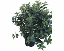 FLORASELF Weigelia Weigela Florida 'Ebony And Ivory' Potmaat Ø 28,0 Cm H 80-100 Cm -FLORASELF Verkoop DV 8 10189454 02 4c DE 20191022142355