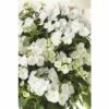 FLORASELF Hortensia Hydrangea Runaway Bride ® 'Snow White' Potmaat Ø 23.0 Cm H 50-60 Cm -FLORASELF Verkoop DV 8 10189460 02 4c DE 20191020211659