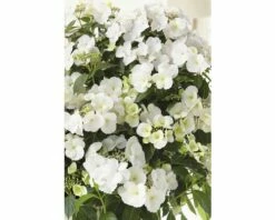 FLORASELF Hortensia Hydrangea Runaway Bride ® 'Snow White' Potmaat Ø 23.0 Cm H 50-60 Cm