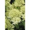 FLORASELF Pluimhortensia Hydrangea Paniculata 'Magical Andes' Potmaat Ø 23.0 Cm H 50-60 Cm -FLORASELF Verkoop DV 8 10189471 01 4c DE 20191020211659
