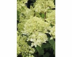 FLORASELF Pluimhortensia Hydrangea Paniculata 'Magical Andes' Potmaat Ø 23.0 Cm H 50-60 Cm