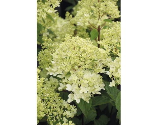 FLORASELF Pluimhortensia Hydrangea Paniculata 'Magical Andes' Potmaat Ø 23.0 Cm H 50-60 Cm 3 FLORASELF Pluimhortensia Hydrangea Paniculata 'Magical Andes' Potmaat Ø 23.0 Cm H 50-60 Cm