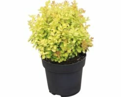 FLORASELF Zuurbes Berberis Thunbergii 'Limoncello' Potmaat Ø21 Cm H 30-40 Cm -FLORASELF Verkoop DV 8 10189475 01 4c DE 20191022121758