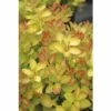 FLORASELF Zuurbes Berberis Thunbergii 'Limoncello' Potmaat Ø21 Cm H 30-40 Cm -FLORASELF Verkoop DV 8 10189475 02 4c DE 20191020211659