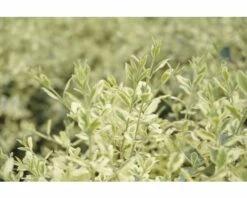 FLORASELF® Liguster Ligustrum Ibota Musli Potmaat Ø 23 Cm -FLORASELF Verkoop DV 8 10189476 01 4c DE 20220926154656