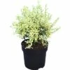 FLORASELF® Liguster Ligustrum Ibota Musli Potmaat Ø 23 Cm -FLORASELF Verkoop DV 8 10189476 02 4c DE 20220926154656