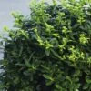 FloraSelf Japanse Hulst Ilex Crenata 'Soft Touch' Potmaat Ø 21 Cm H 25-30 Cm -FLORASELF Verkoop DV 8 10189484 01 4c DE 20191020211659