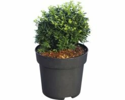 FloraSelf Japanse Hulst Ilex Crenata 'Soft Touch' Potmaat Ø 21 Cm H 25-30 Cm -FLORASELF Verkoop DV 8 10189484 02 4c DE 20191022141845