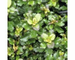 FloraSelf Blauwe Hulst Ilex Meserveae 'Little Rascal' Potmaat Ø 21 Cm H 25-30 Cm