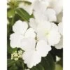 FLORASELF Hortensia Hydrangea Runaway Bride ® 'Snow White' Potmaat Ø 19.0 Cm H 40-50 Cm -FLORASELF Verkoop DV 8 10189500 01 4c DE 20191020211659